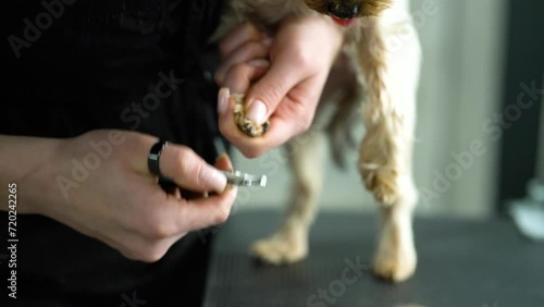 A dog gets his nails trimmed in a pet grooming salon.