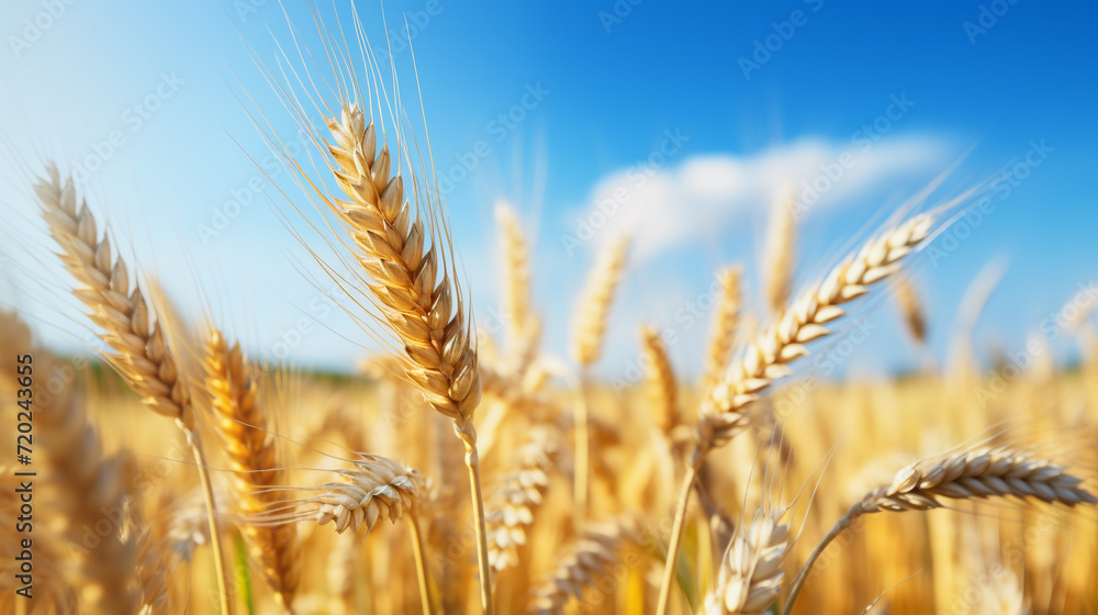 Gold wheat field and blue sky. Gold wheat field and blue sky.
