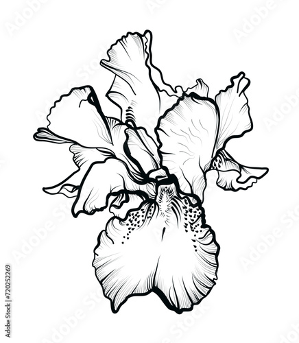 hand drawing of a blooming iris flower vector