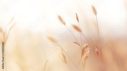 Setaria Viridis Plant on a Soft Beige Blurred Background. Minimal Style