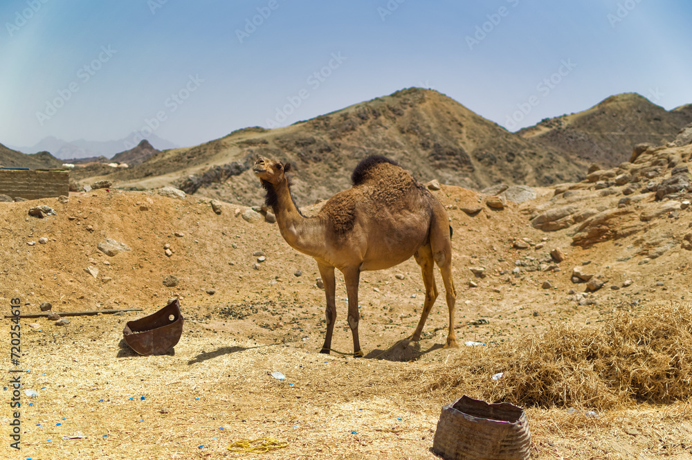 A camel in desert village near Hurghada, Egypt.