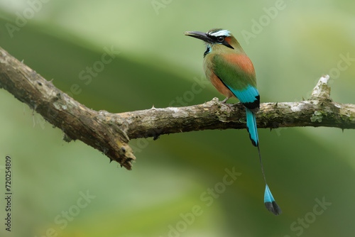 Perched Turquoise-browed Motmot in natural environment.  Rainforest of Costa Rica.  Bird with beautiful vibrant colors.