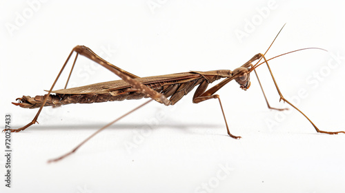 Stick insects are also known as walking stick photo