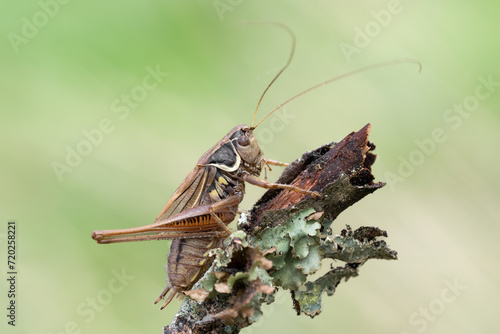 A beautiful Roesel's Bush-Cricket, Metrioptera roeselii, perching on a wooden fence post. Grasshopper in natural habitat. photo