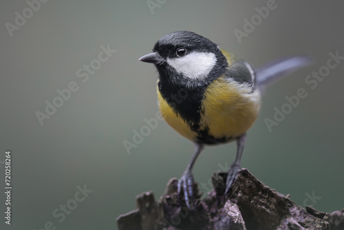 Great tit (Parus major).  Great tit (Parus major) is a passerine bird.  Small and common garden bird with vibrant colors perched.  Bird in natural habitat. © Nathalie