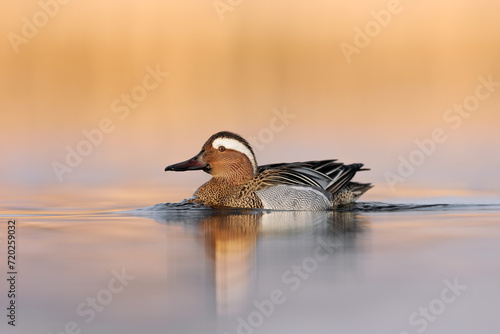 Garganey bird ( Spatula querquedula  ) in the first light, goldenhour.  Male garganey in natural environment at a small lake in spring. Orange sunlight