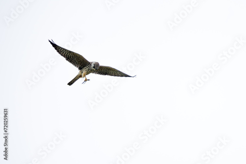 Red-footed Falcon in flight, (Falco vespertinus) with prey (dragonfly) . In its natural enviroment. 
