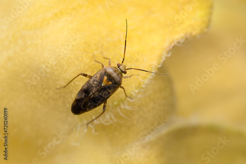 European tarnished plant bug - Lygus rugulipennis