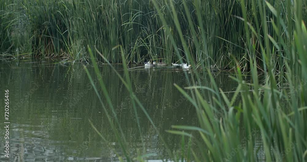 Pond in a park