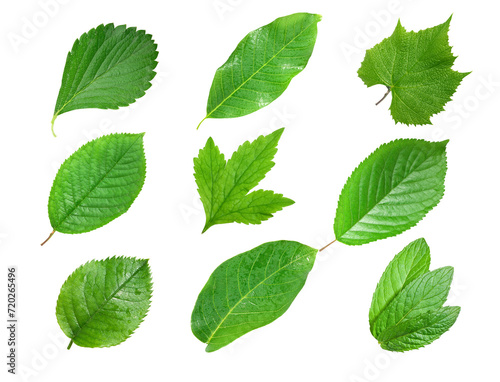 green leafs isolated
