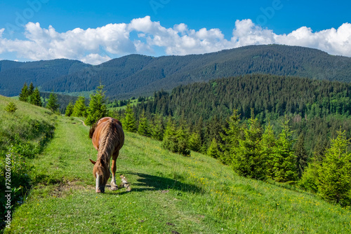 horse in the carpathian mountains
