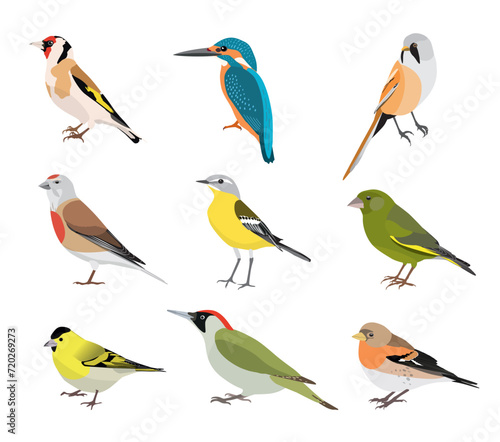 Set of birds isolated on white background