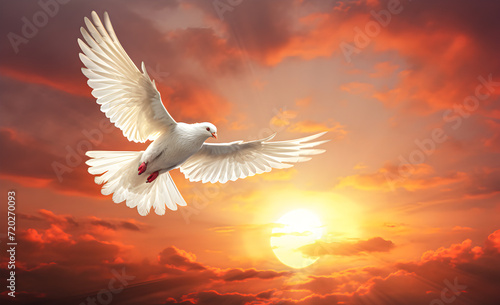 A white dove in the sunset light.