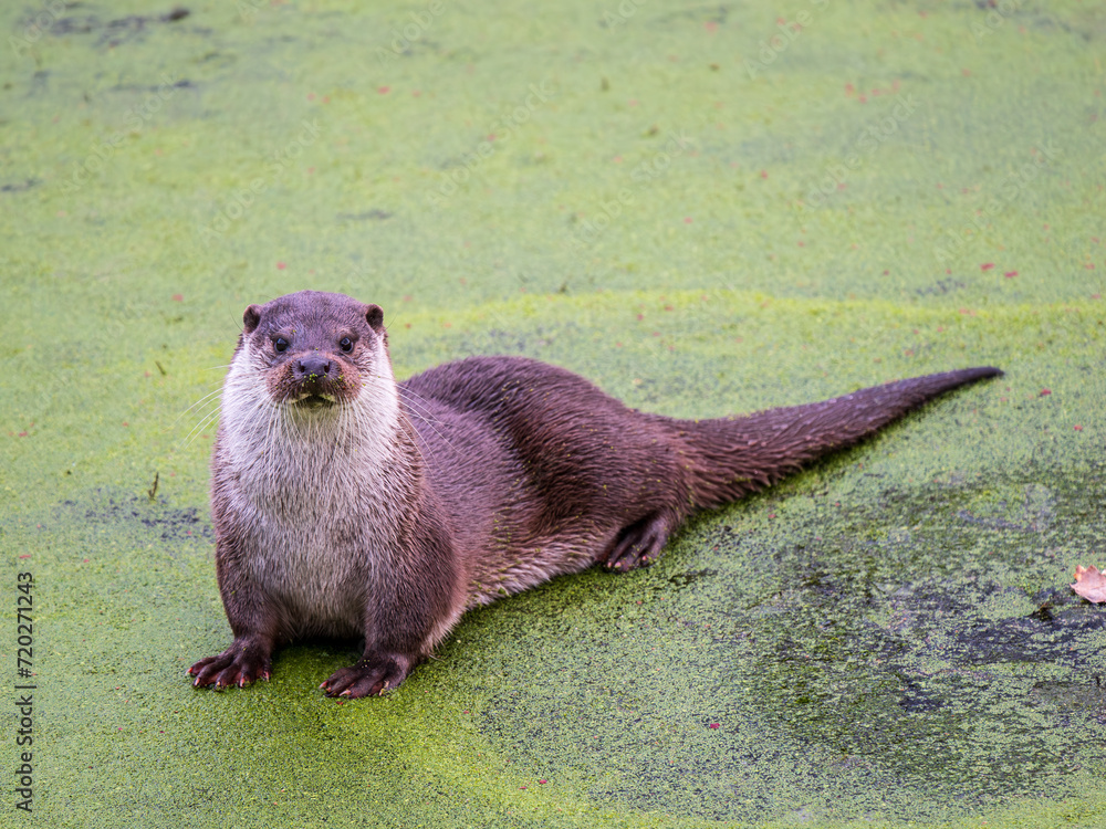 Otter Walking on a Frozen Lake Otter Walking on a Frozen Lake