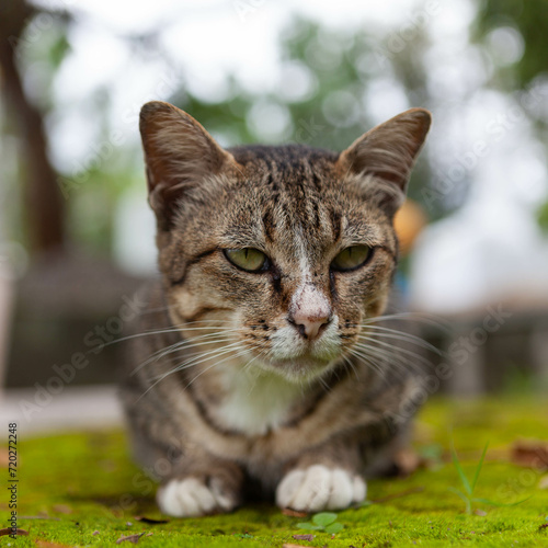 Wallpaper Mural Thai cat sitting on green grass outdoors, looking calm and relaxed. Torontodigital.ca