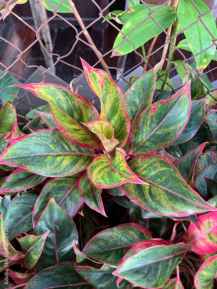 Obraz premium green Aglaonema leaves in the garden