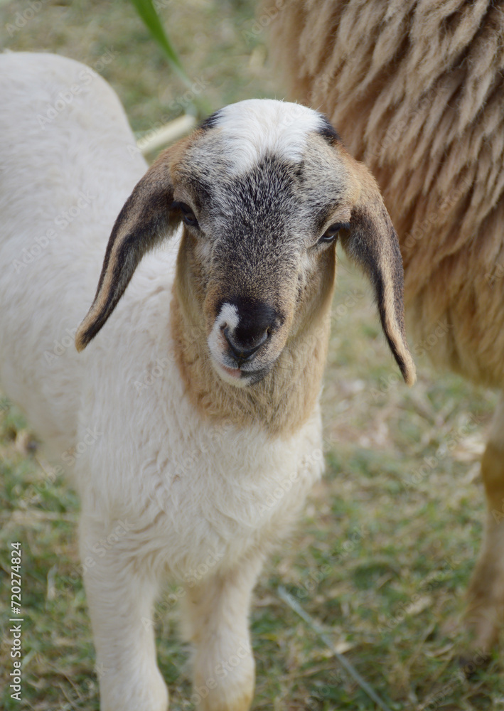 Fototapeta premium a closeup shot of a white sheep in the farm
