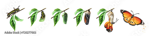 Φωτογραφία Butterfly metamorphosis development stages, caterpillar larva, pupa, adult insect set