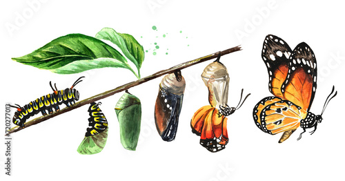 Butterfly metamorphosis development stages, caterpillar larva, pupa, adult insect set. Hand drawn watercolor illustration, isolated on white background photo