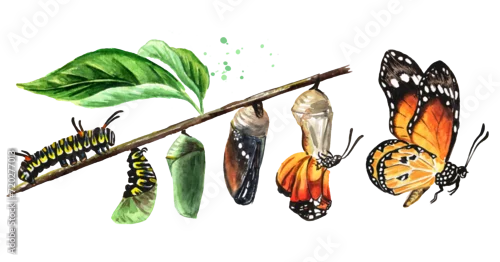 Fototapeta na wymiar Butterfly metamorphosis development stages, caterpillar larva, pupa, adult insect set. Hand drawn watercolor illustration, isolated on white background