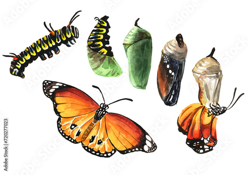 Photography Butterfly metamorphosis development stages, caterpillar larva, pupa, adult insect set