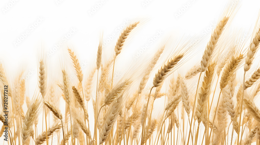 Spikelets of wheat isolated on a white background. Neural network AI generated Spikelets of wheat isolated on a white background. Neural network AI generated