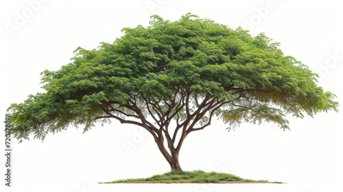 Samanea saman Tree photo