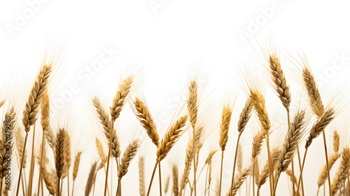 Spikelets of wheat isolated on a white background. Neural network AI generated