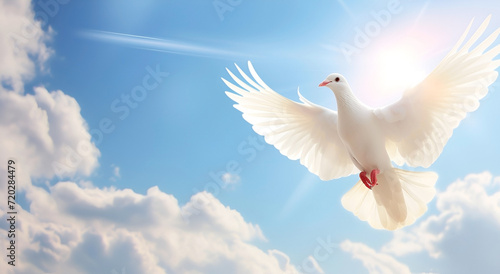banner white dove flying on sky in beautiful light for freedom concept
