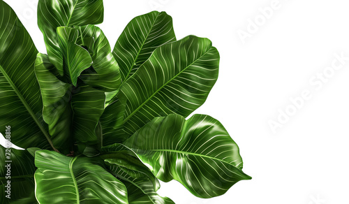 Group of big green banana leaves of exotic palm tree Isolated on white transparent background, png. Tropical plant foliage with visible texture. photo