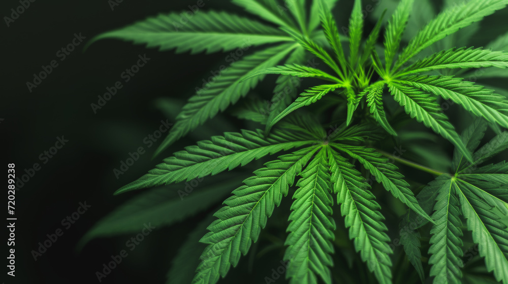 medicinal aspect of cannabis. medicinal aspect of cannabis.