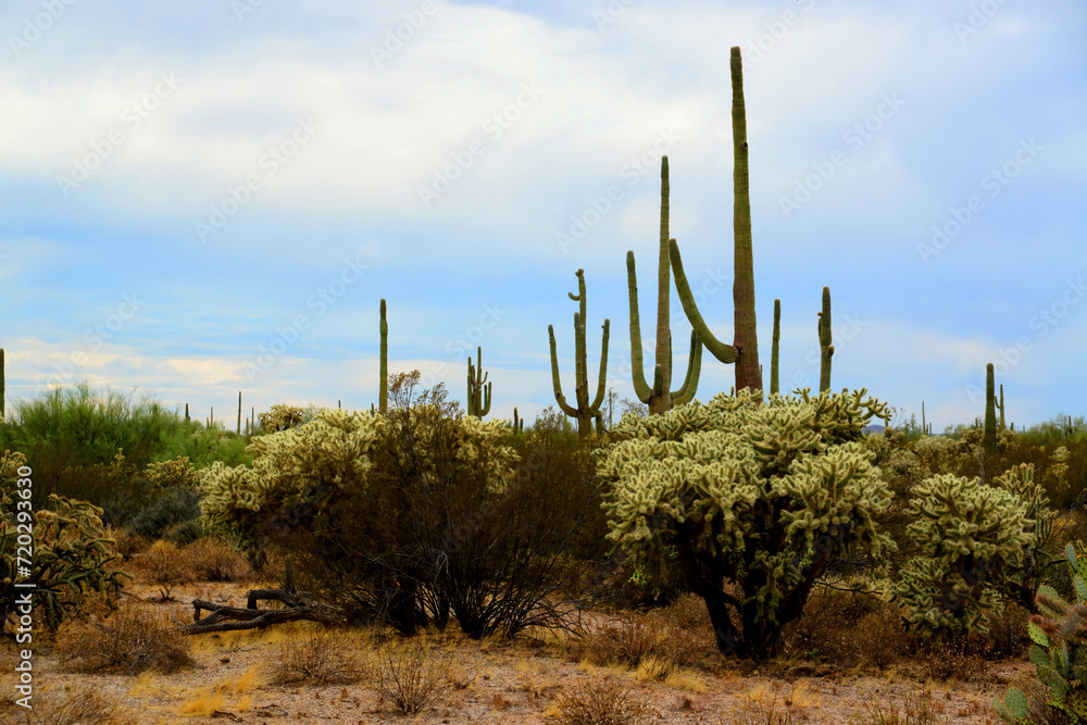 Old Saguaro Cactus Sonora desert Arizona