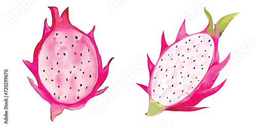 dragon fruit watercolor vector
