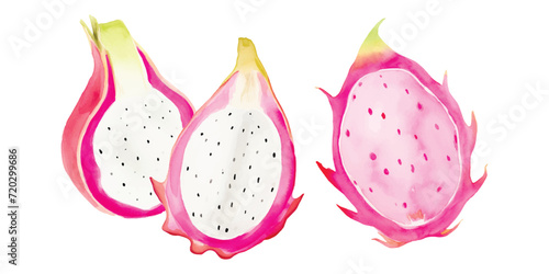 dragon fruit watercolor vector