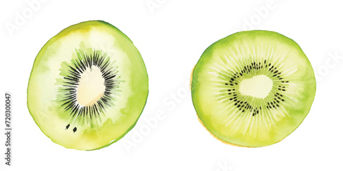 kiwi fruit watercolor vector illustration