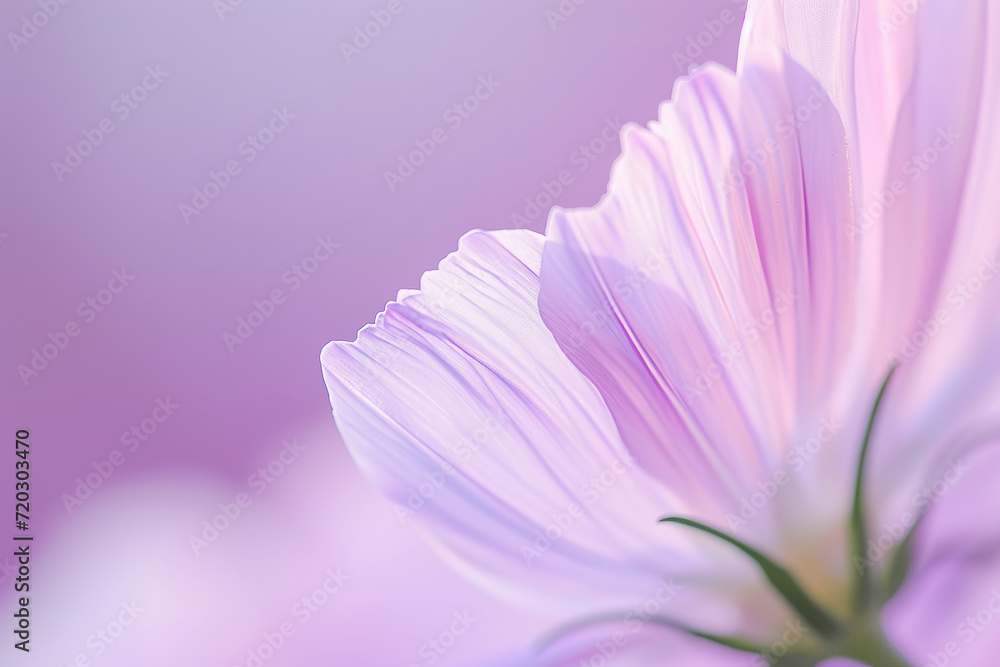wallpaper of minimalistic macro of a part of a flower with background, fineart wallpaper of minimalistic macro of a part of a flower with background, fineart