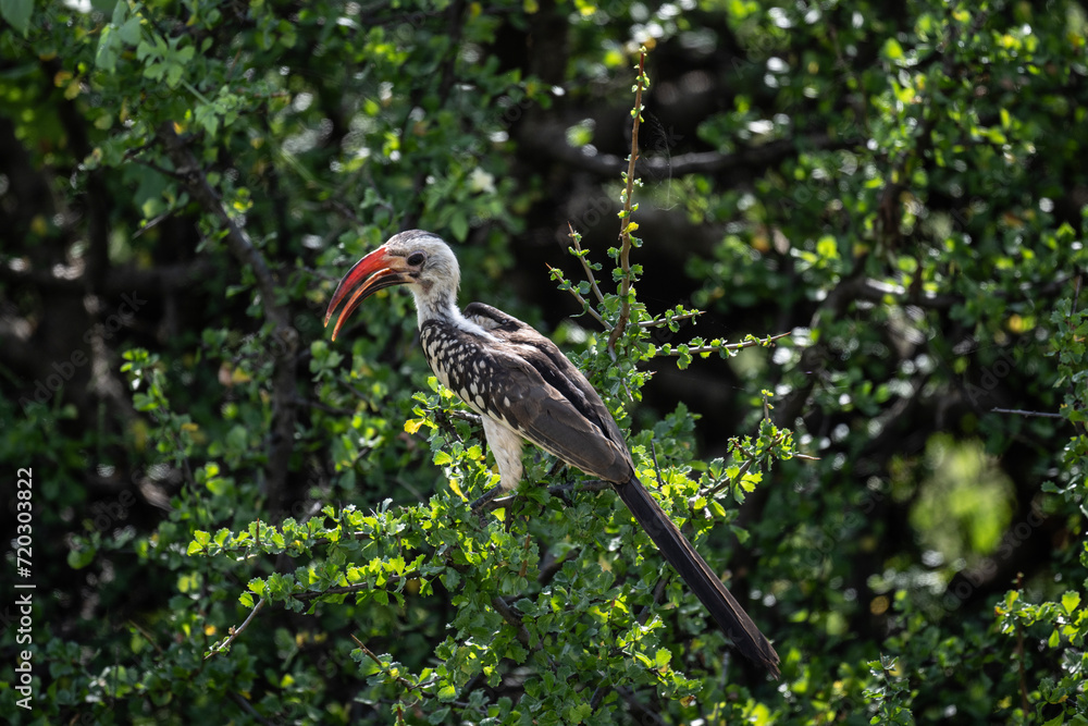 African Red-billed Toko in the foliage of a tree in natural conditions in Kenya National Park African Red-billed Toko in the foliage of a tree in natural conditions in Kenya National Park