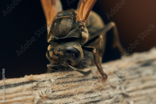 A wasp collecting wood for its diaper. © DiazAragon