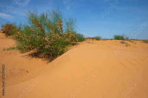 In the semi-desert of Kalmykia, Russia