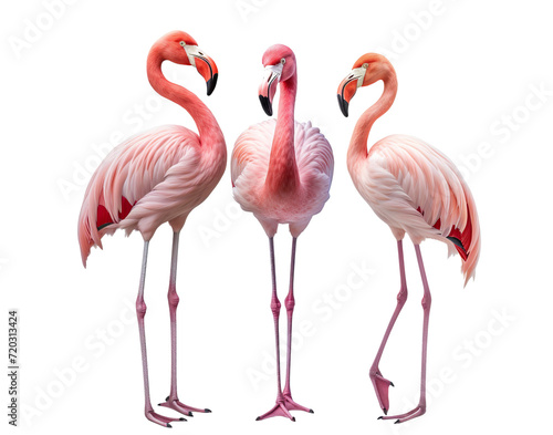 Gracefully standing three elegant pink flamingos, cut out