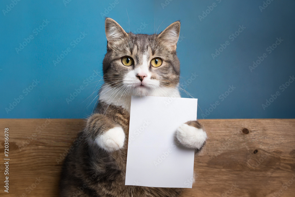 A full length cat holding big blank white mockups, blue background with copy space