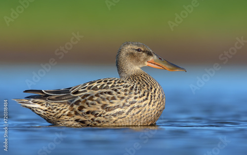 Female Northern Shovelers (Spatula clypeata) in high surface swimming with lifted body over water pond in spring breeding season 