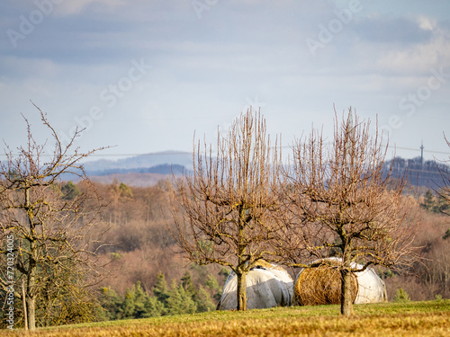 Strohrollen lagern auf einem Feld photo