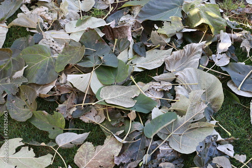 Paulownia leaves on the ground in autumn.
