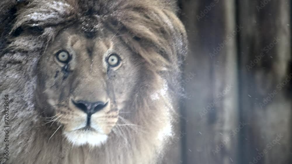 close-up video portrait of a lion standing during winter snowfall, observing its surroundings. 4k 120 fps slow motion cinematic video close-up video portrait of a lion standing during winter snowfall, observing its surroundings. 4k 120 fps slow motion cinematic video