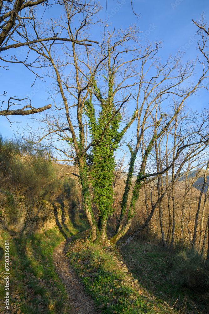 Leafless tree in winter with green climbing plants around it next to the road at sunset vertically