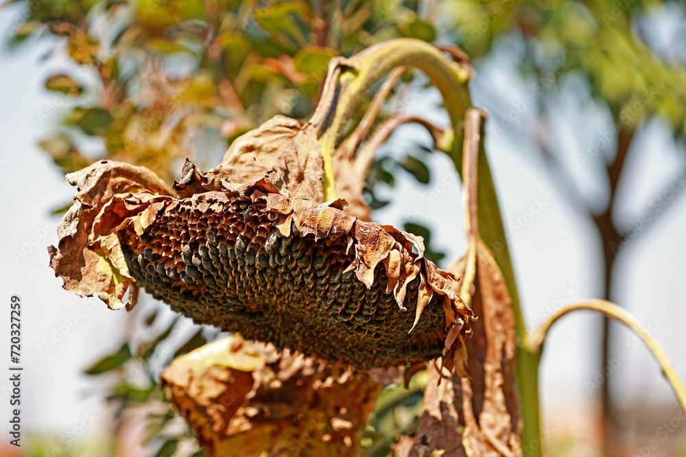 Fototapeta premium Sunflower in August. Detail. Sunflower seeds.