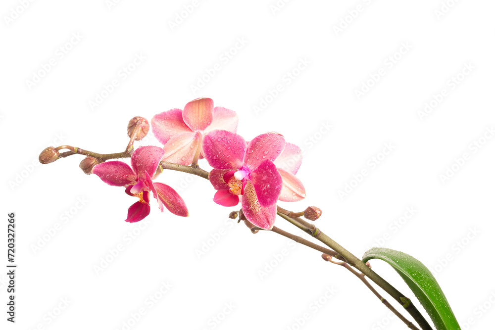 Sprig of Lilac orchid isolate on a white background Sprig of Lilac orchid isolate on a white background