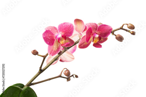 Sprig of Lilac orchid isolate on a white background