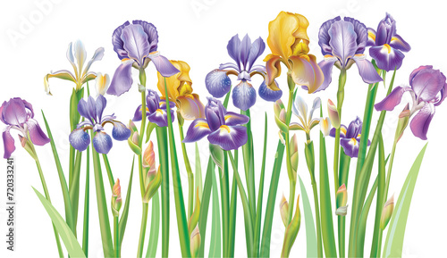 Bilde på lerret Border of irises
